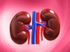 The kidneys have the capacity to regenerate themselves through the stem cell