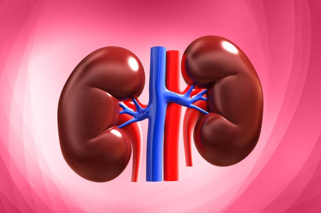 The kidneys have the capacity to regenerate themselves through the stem cell