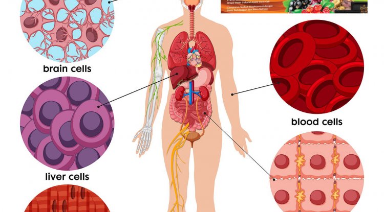 Empowering your body cells involves supporting overall cellular health